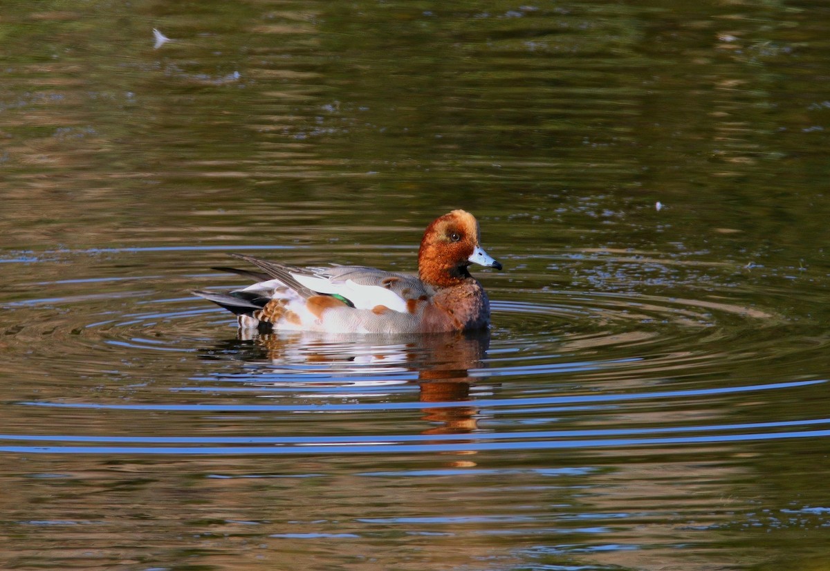 Eurasian Wigeon - ML625262226