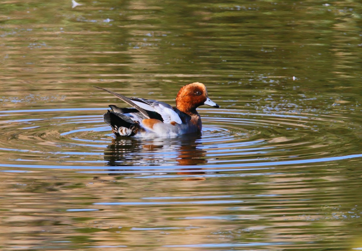 Eurasian Wigeon - ML625262227