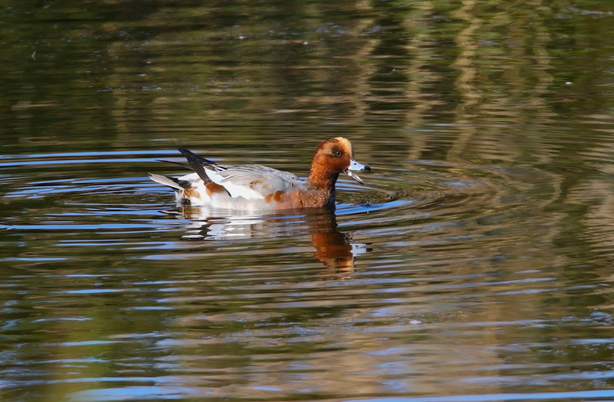 Eurasian Wigeon - ML625262228