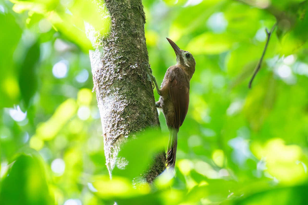 Red-billed Woodcreeper - ML625262237