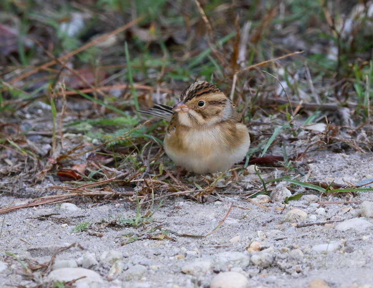 Clay-colored Sparrow - ML625262246