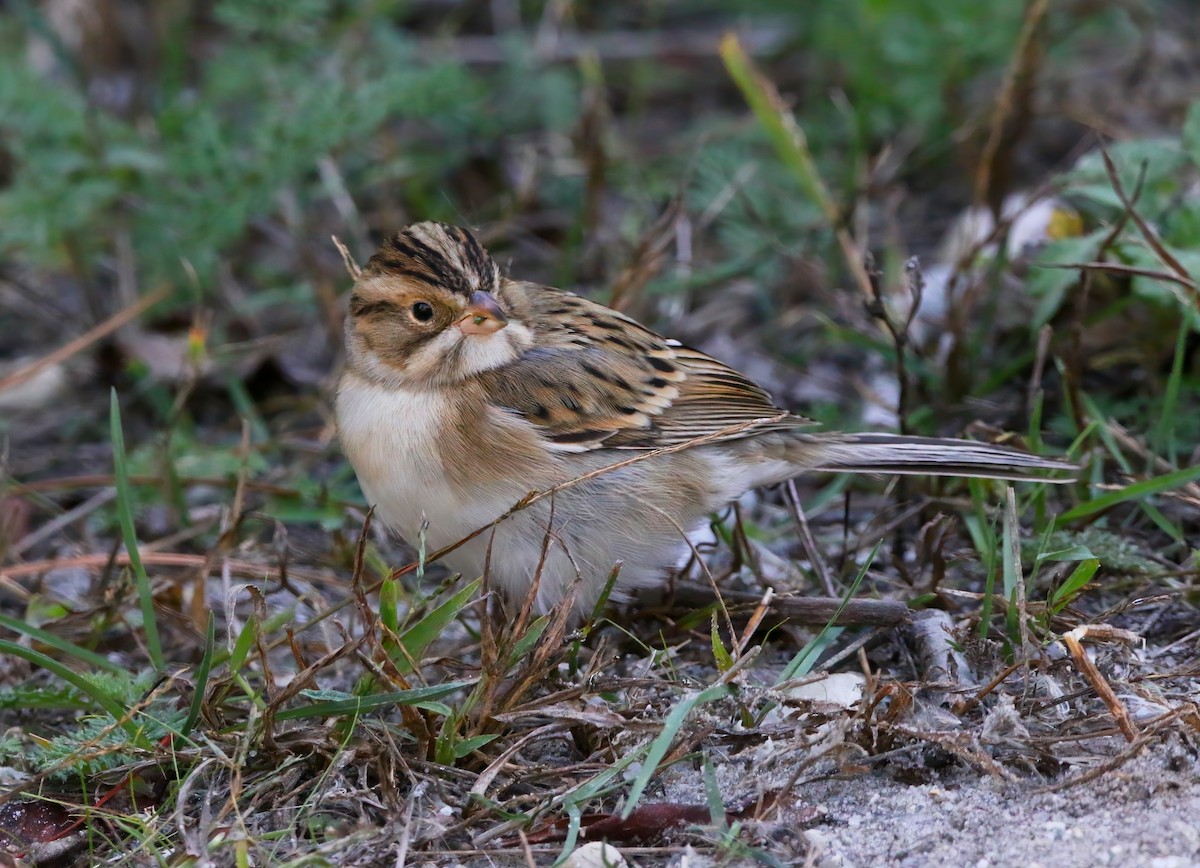 Clay-colored Sparrow - ML625262249