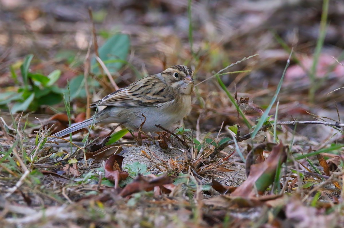 Clay-colored Sparrow - ML625262250