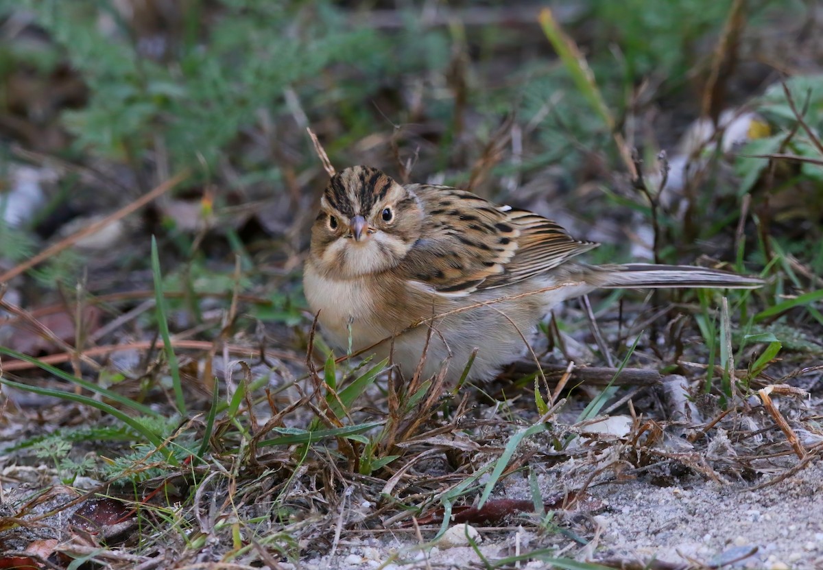 Clay-colored Sparrow - ML625262251