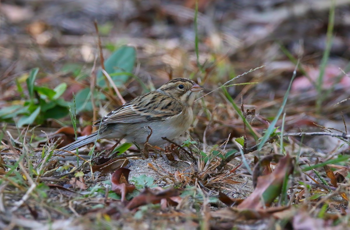 Clay-colored Sparrow - ML625262252