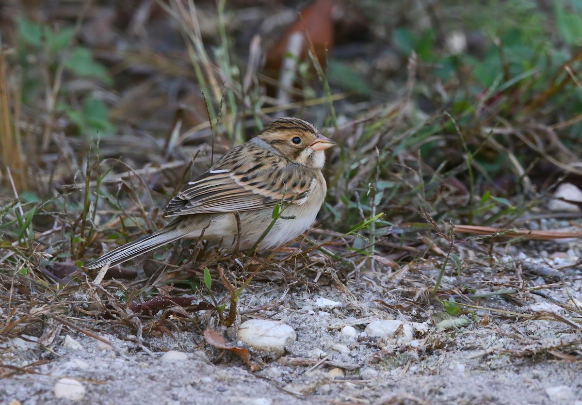 Clay-colored Sparrow - ML625262253