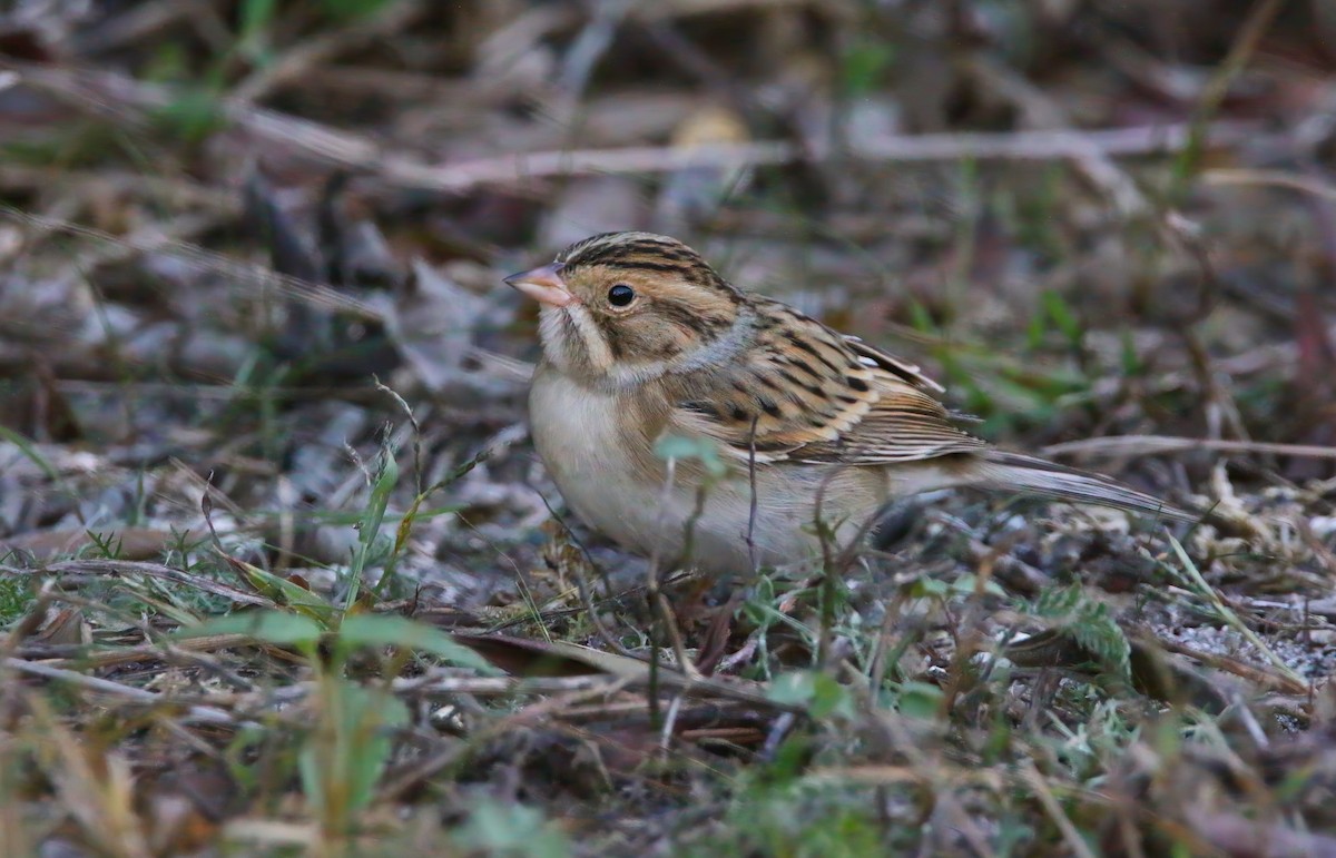 Clay-colored Sparrow - ML625262254