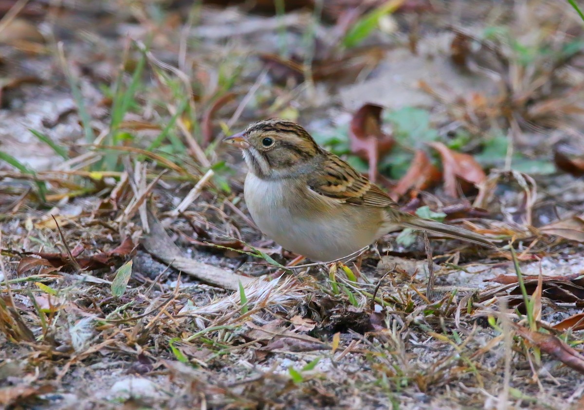 Clay-colored Sparrow - ML625262255