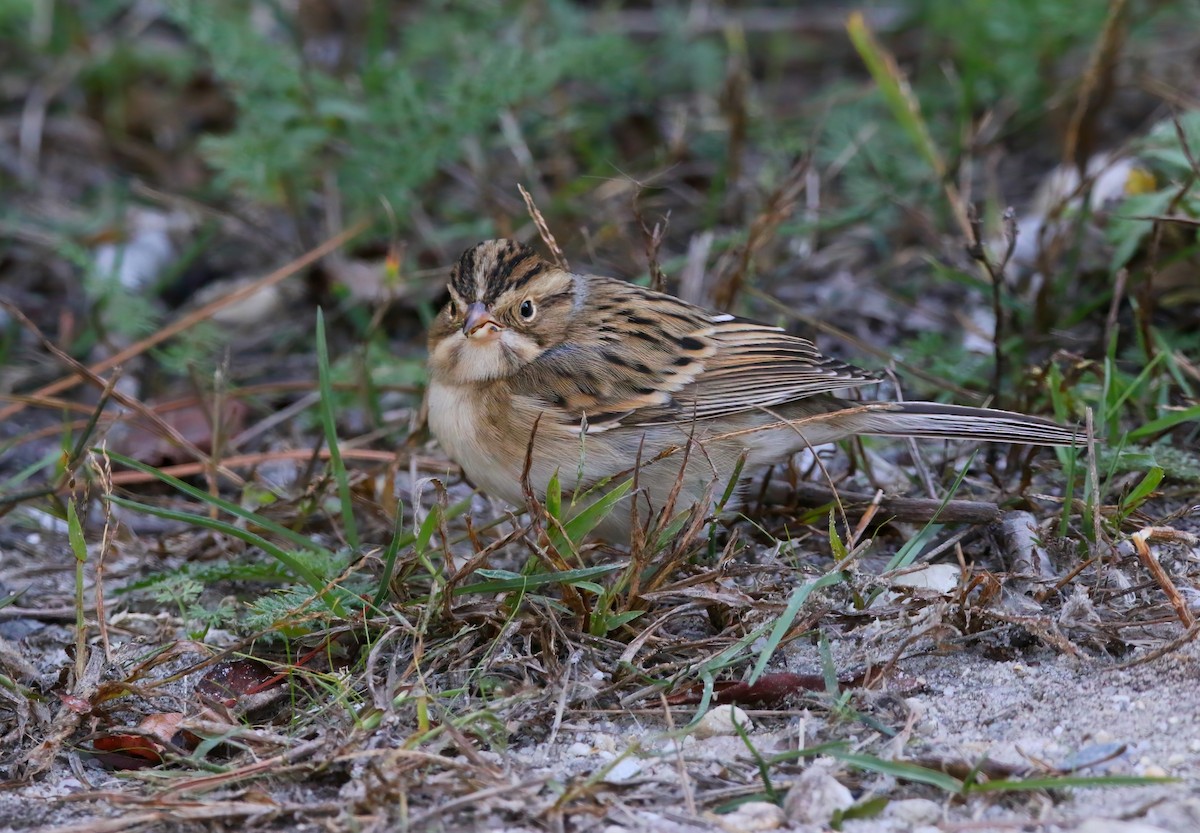 Clay-colored Sparrow - ML625262256