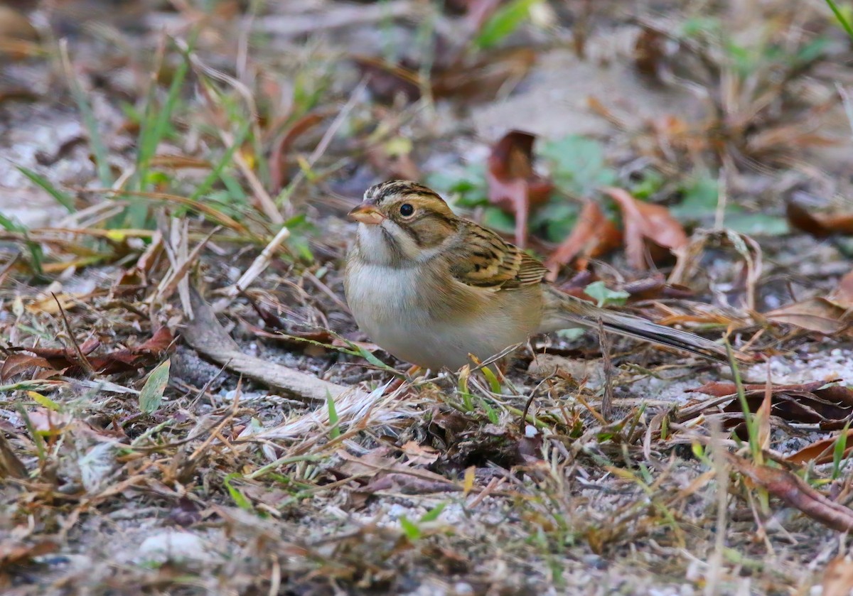 Clay-colored Sparrow - ML625262257