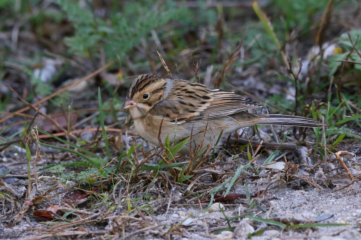 Clay-colored Sparrow - ML625262258