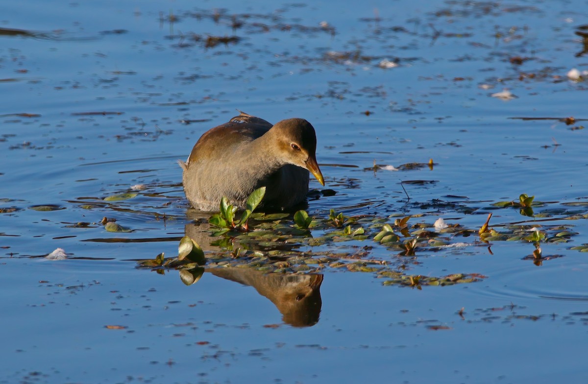 Common Gallinule - ML625262286