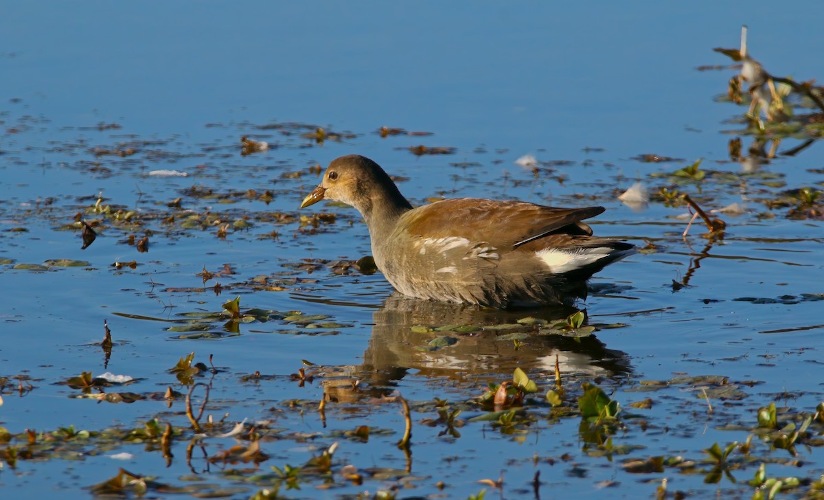 Common Gallinule - ML625262287