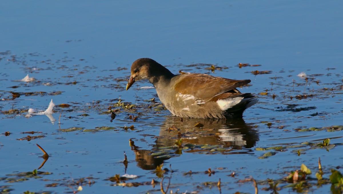 Common Gallinule - ML625262288