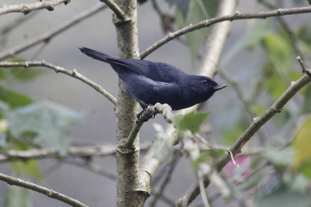 White-sided Flowerpiercer - Juan Rafael Gomez Arbelaez