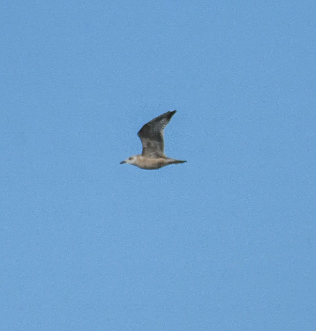 Herring Gull- - Jenn Clementoni