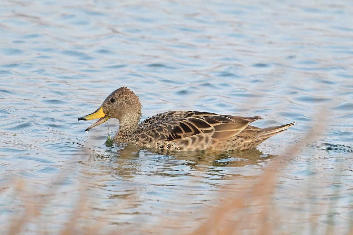 Yellow-billed Pintail - ML625262529