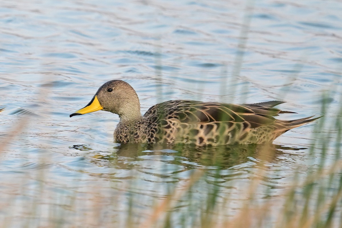 Yellow-billed Pintail - ML625262579