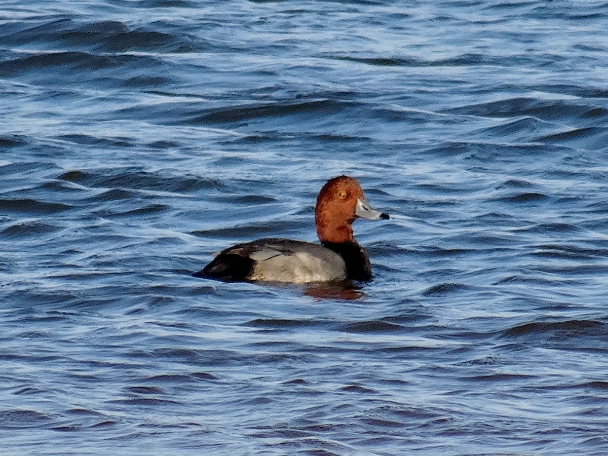 Redhead - ML625262588