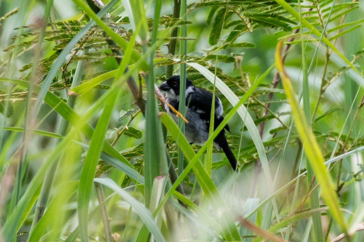 Wing-barred Seedeater (Wing-barred) - ML625262658