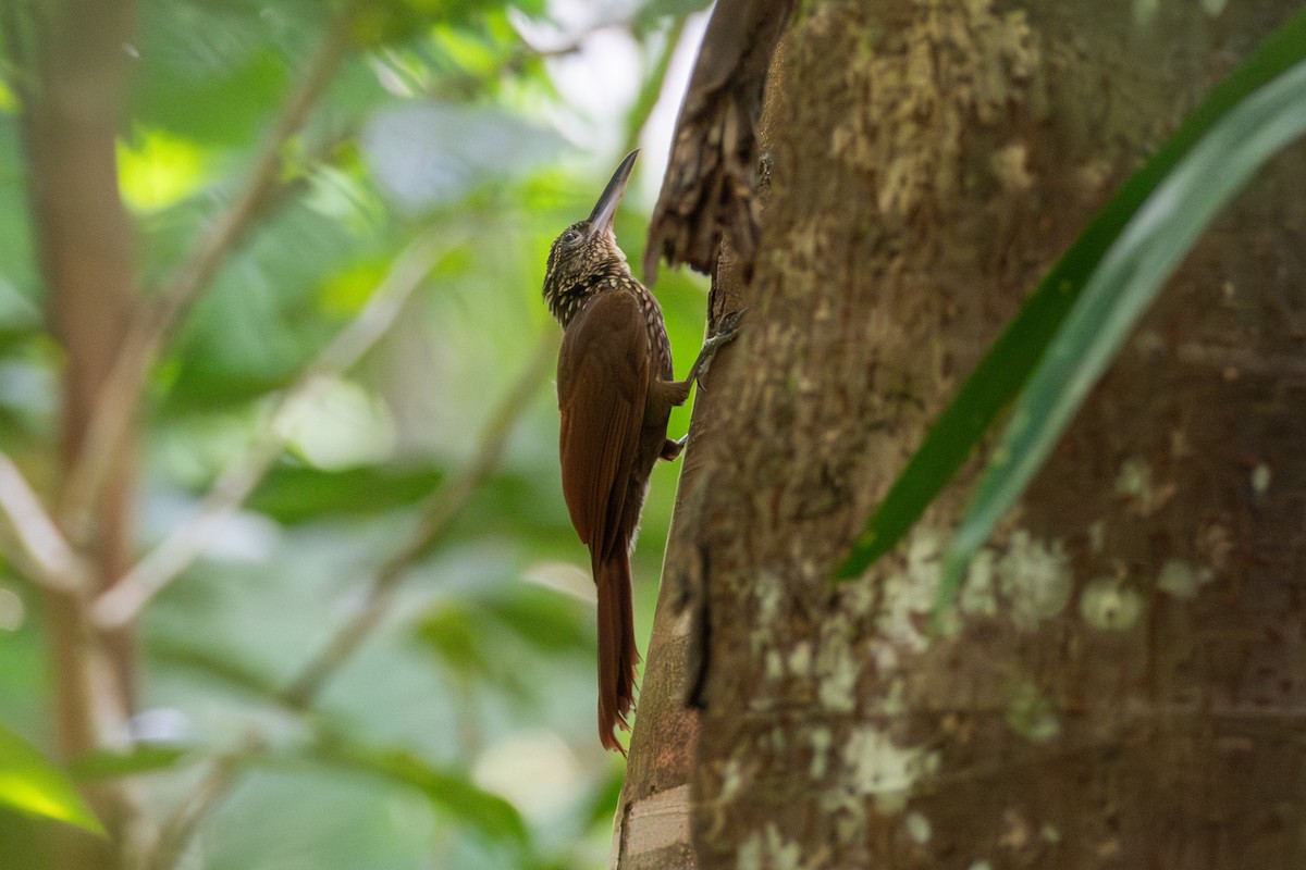 Buff-throated Woodcreeper - ML625262703