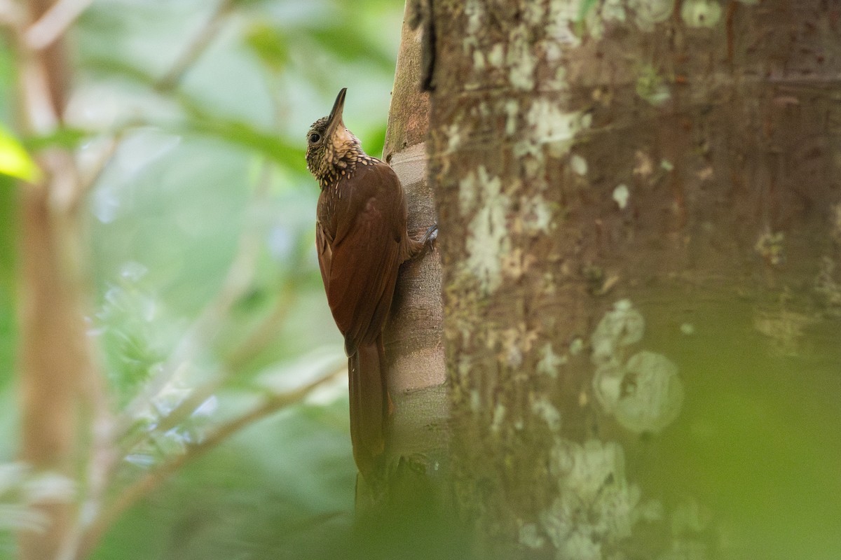 Buff-throated Woodcreeper - ML625262704