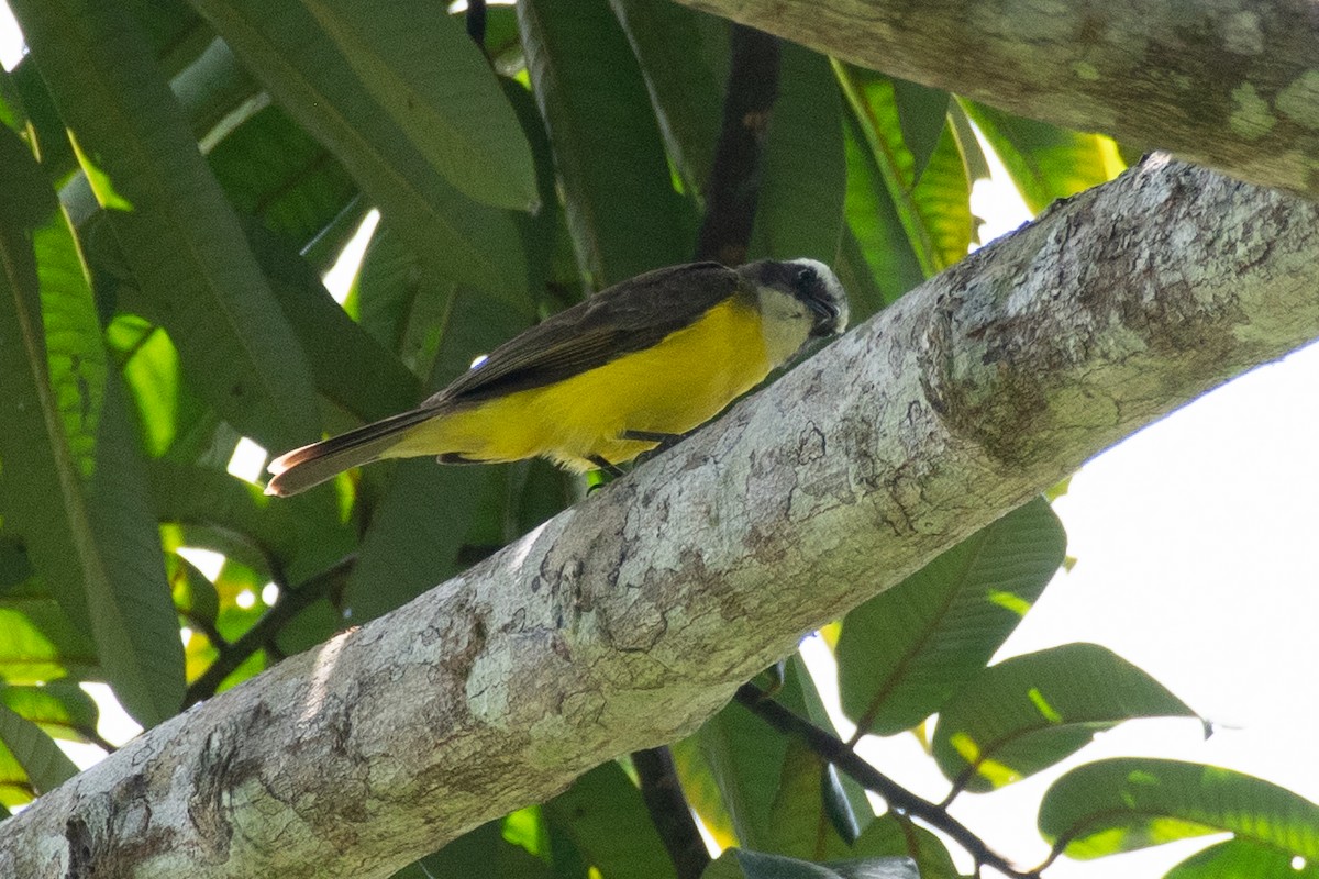 Rusty-margined Flycatcher - ML625262710