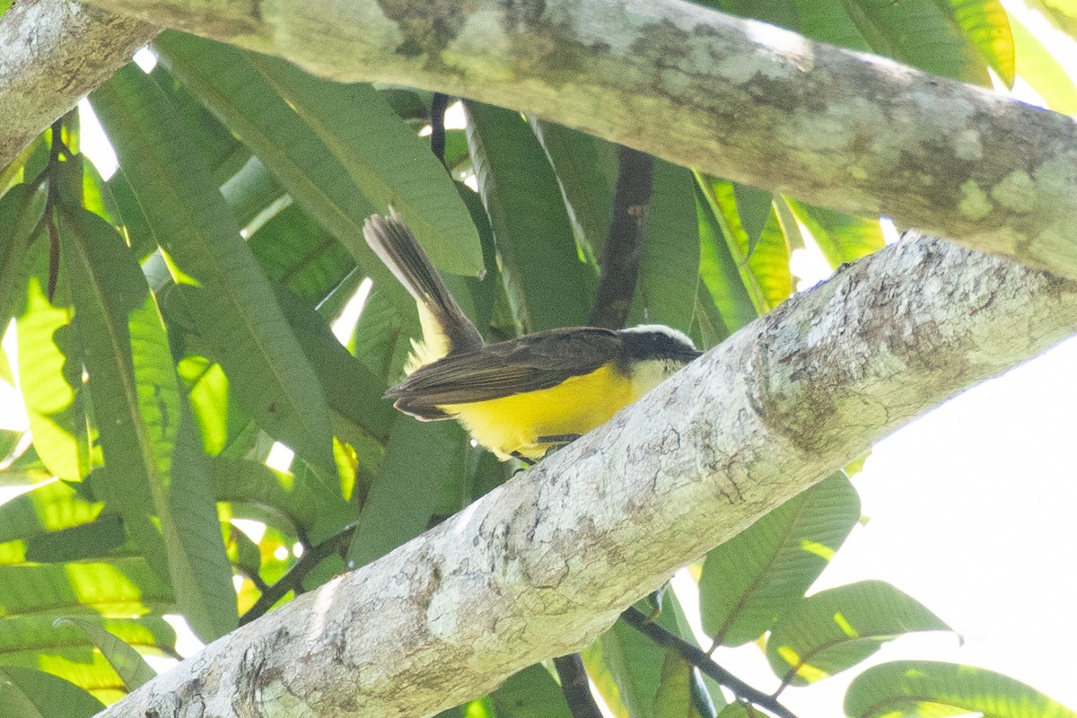 Rusty-margined Flycatcher - ML625262711