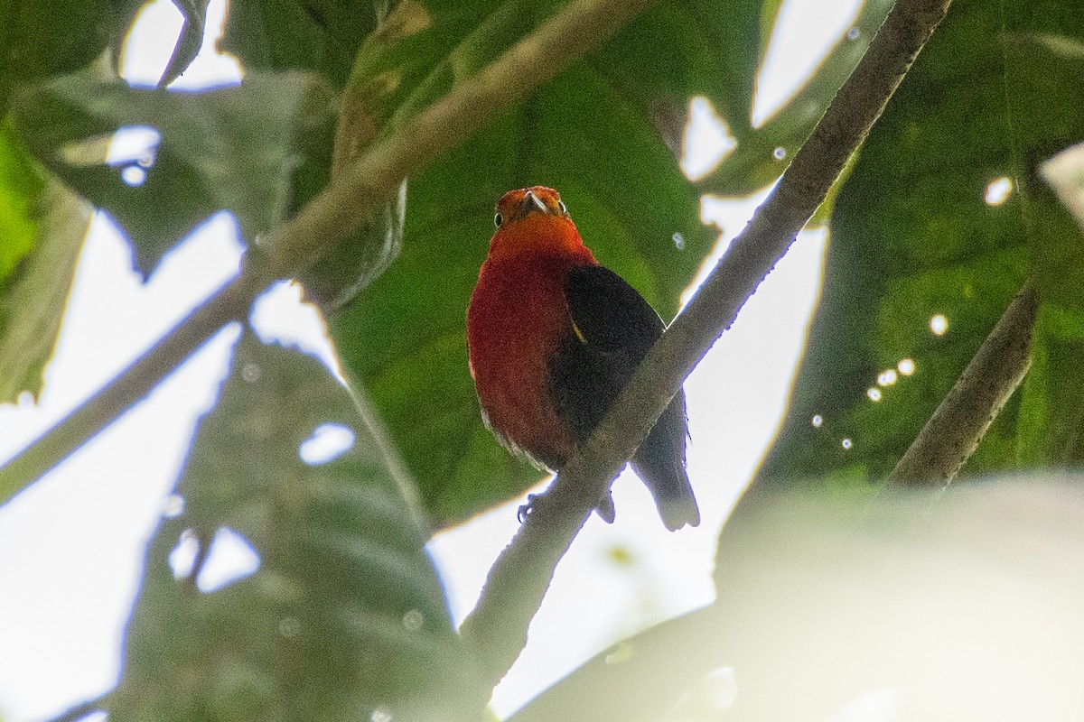 Crimson-hooded Manakin - ML625262717