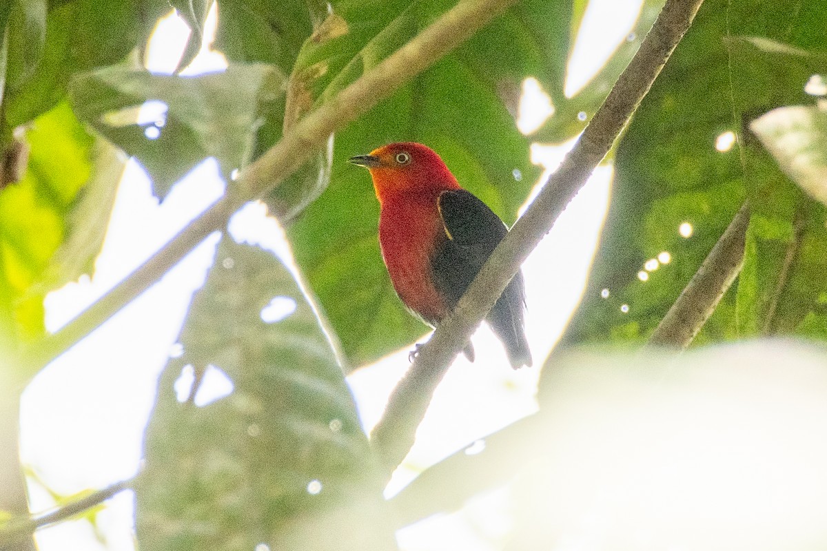 Crimson-hooded Manakin - ML625262718