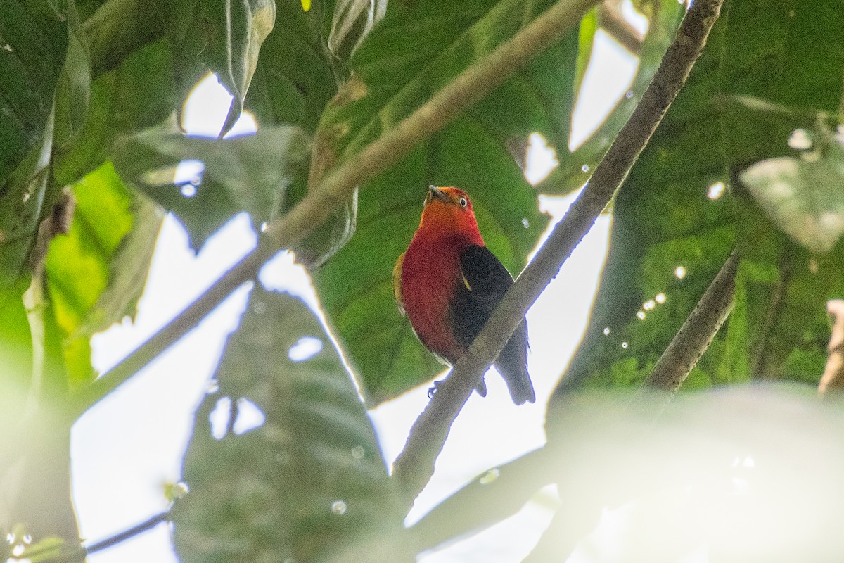 Crimson-hooded Manakin - ML625262719