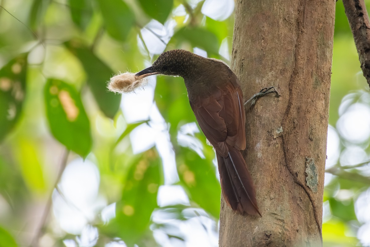 Amazonian Barred-Woodcreeper - ML625262725