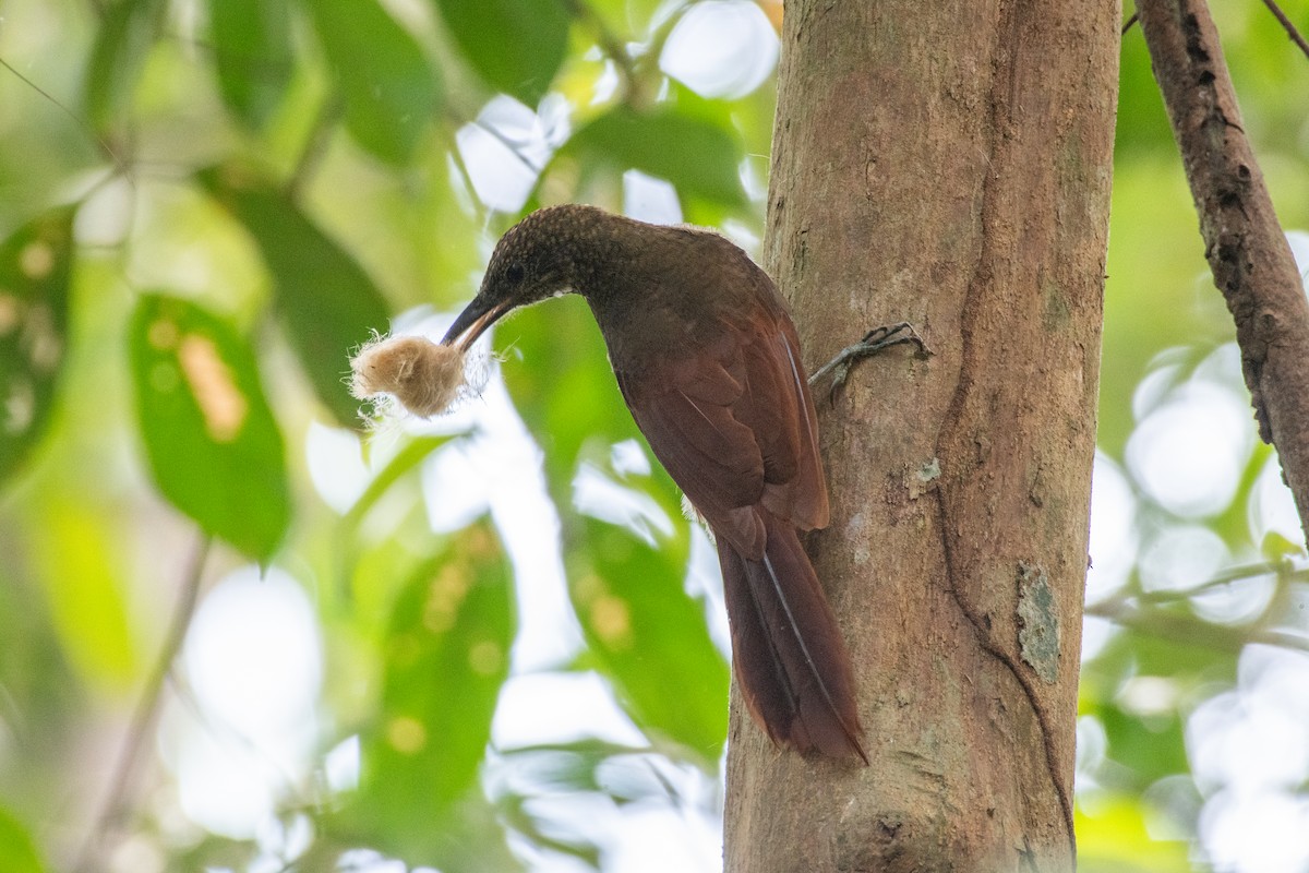 Amazonian Barred-Woodcreeper - ML625262728