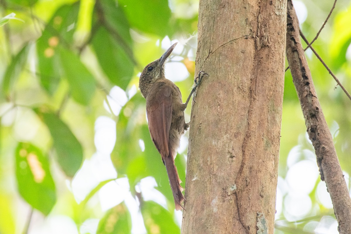 Amazonian Barred-Woodcreeper - Cody Limber