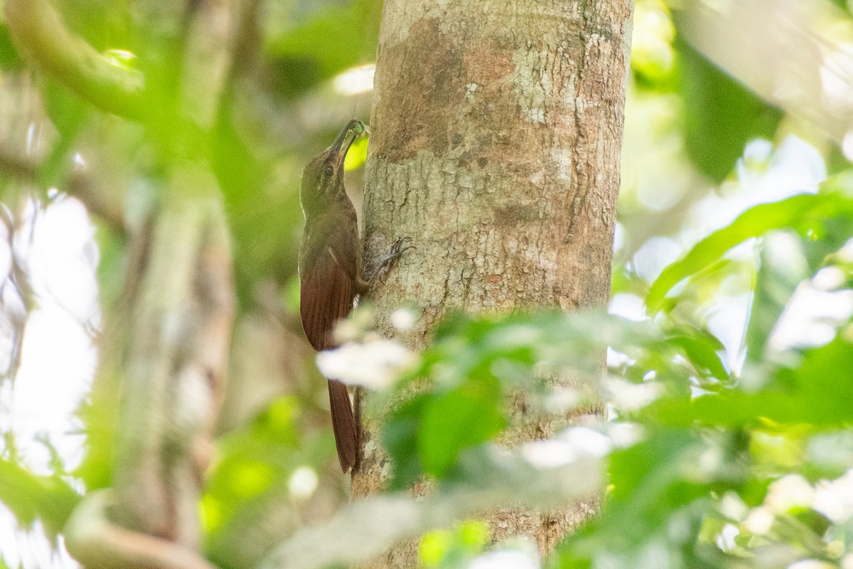 Plain-brown Woodcreeper - ML625262741