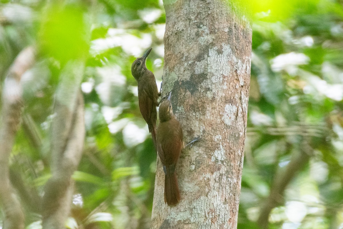 Plain-brown Woodcreeper - Cody Limber