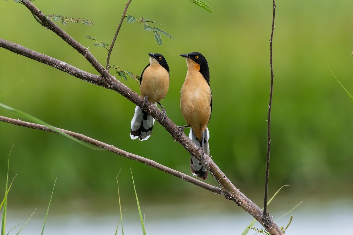 Black-capped Donacobius - ML625262753