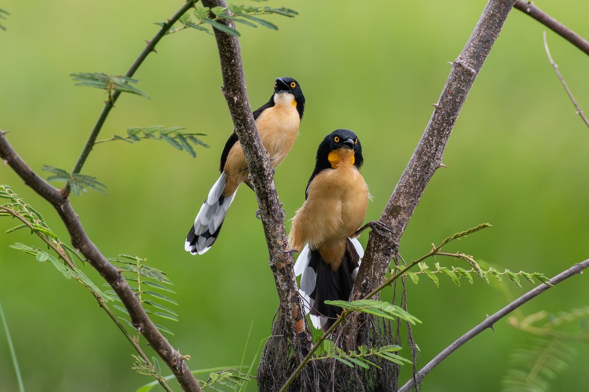 Black-capped Donacobius - ML625262754