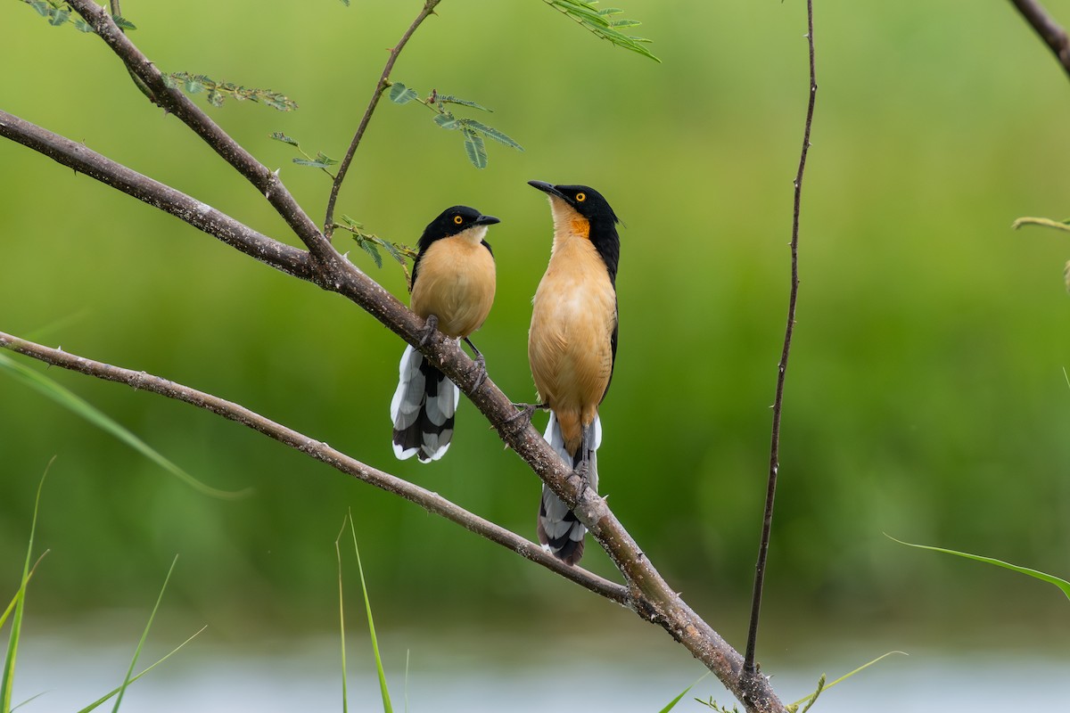 Black-capped Donacobius - ML625262755