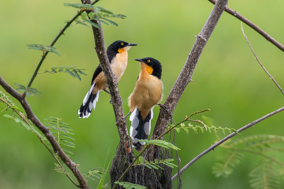 Black-capped Donacobius - Cody Limber