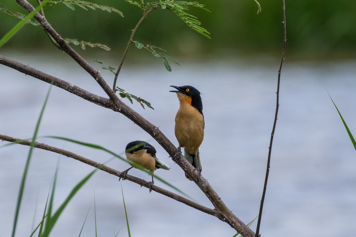 Black-capped Donacobius - ML625262757