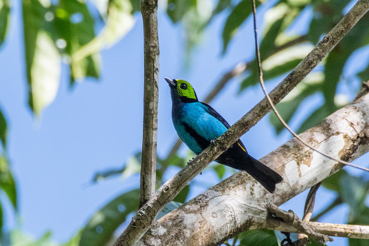 Paradise Tanager - ML625262779