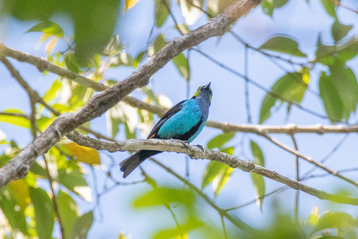 Paradise Tanager - ML625262780