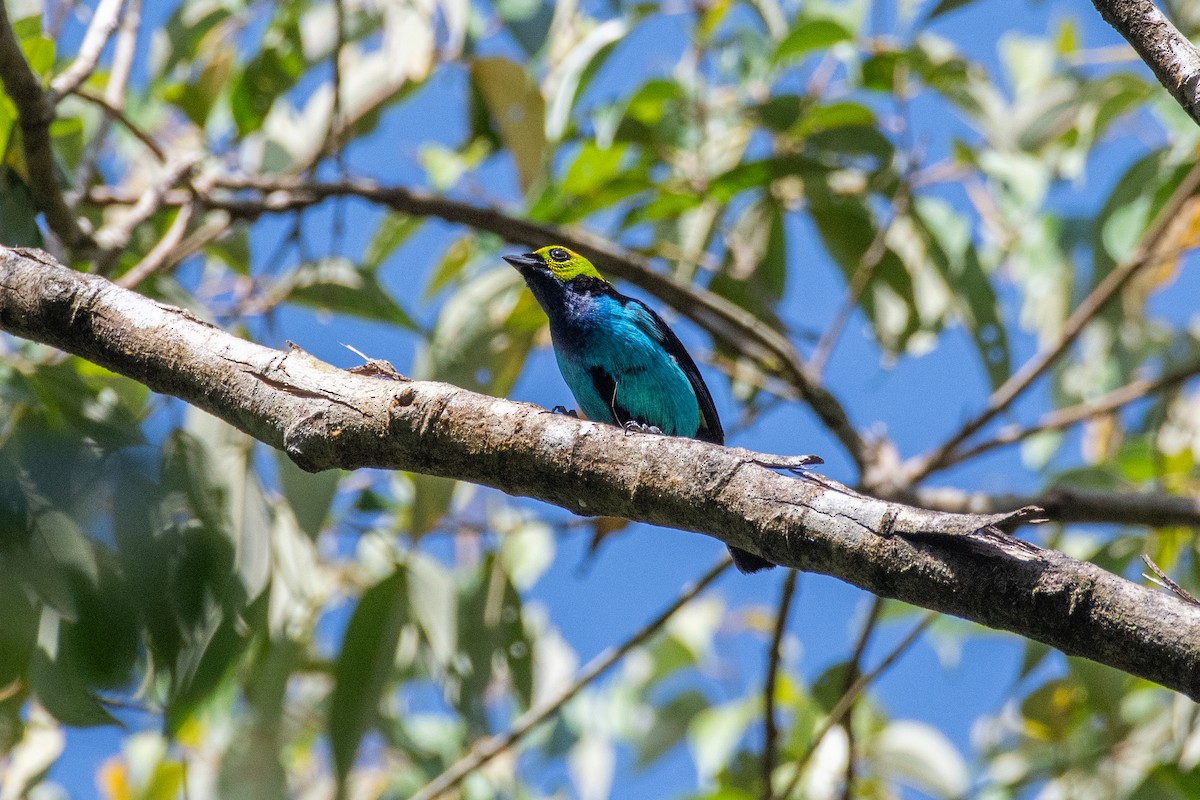 Paradise Tanager - ML625262781