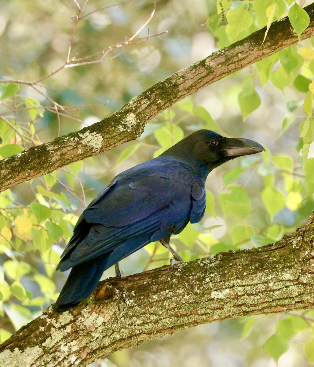 Large-billed Crow - ML625262782
