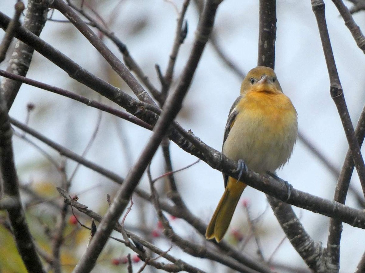 Baltimore Oriole - ML625262823