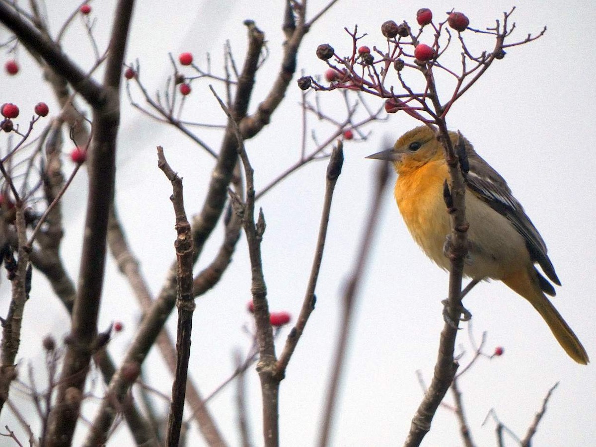 Baltimore Oriole - ML625262824