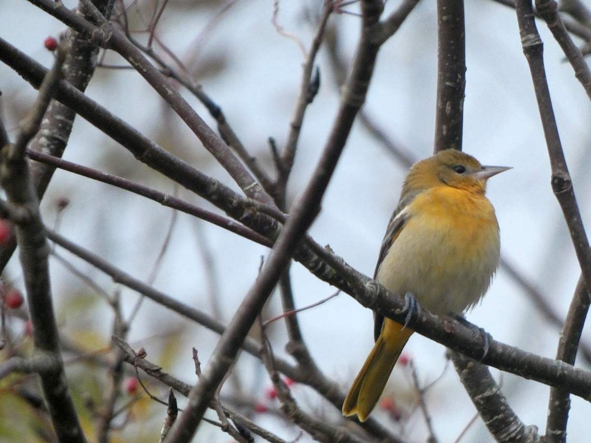 Baltimore Oriole - ML625262825