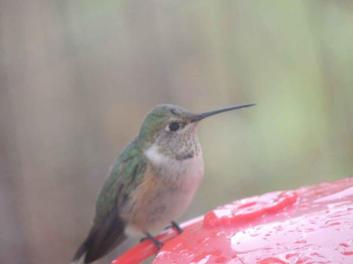 Broad-tailed Hummingbird - ML625263060