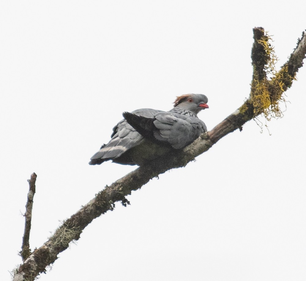 Topknot Pigeon - Lindy Fung